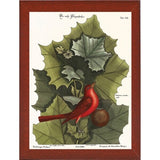 Red Bird-VINAPP130589 Framed Print 22"x16.25" by Vintage Apple Collection