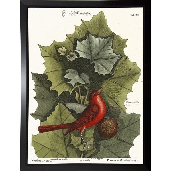 Red Bird-VINAPP130589 Framed Print 22"x16.25" by Vintage Apple Collection