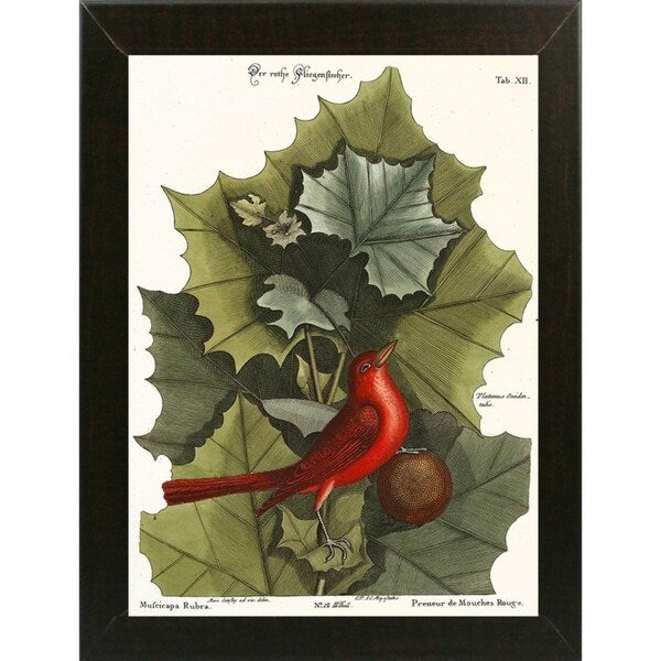 Red Bird-VINAPP130589 Framed Print 22"x16.25" by Vintage Apple Collection