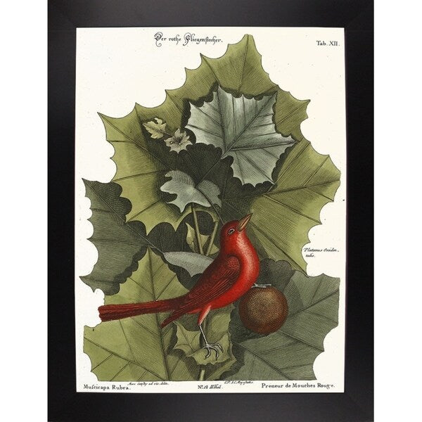 Red Bird-VINAPP130589 Framed Print 22"x16.25" by Vintage Apple Collection