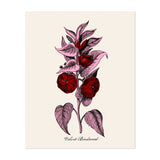 Red and Pink Illustrations Botanical Botany Flower Art Print/Poster