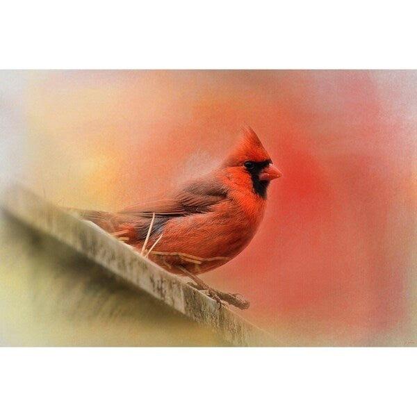 Rooftop Visitor Cardinal-JAIJOH140366 Print 13.25"x20" by Jai Johnson