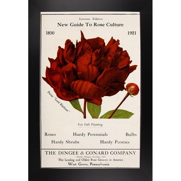 Rose Culture-VINAPP131541 Framed Print 20"x12.75" by Vintage Apple Collection