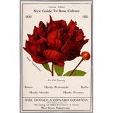 Rose Culture-VINAPP131541 Framed Print 20"x12.75" by Vintage Apple Collection