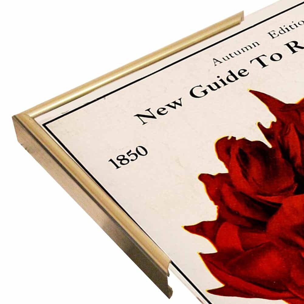 Rose Culture-VINAPP131541 Framed Print 20"x12.75" by Vintage Apple Collection