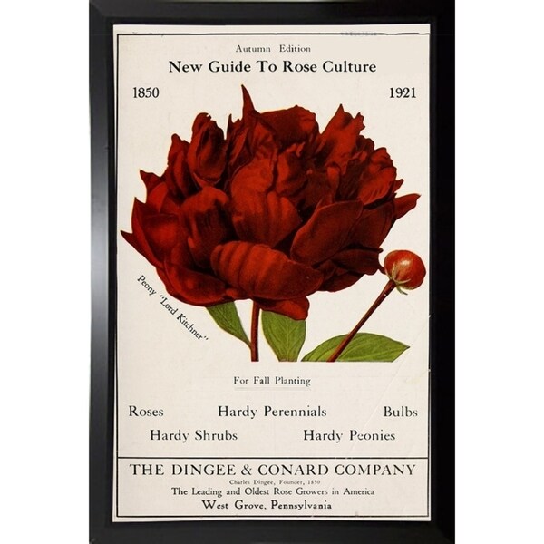 Rose Culture-VINAPP131541 Framed Print 20"x12.75" by Vintage Apple Collection
