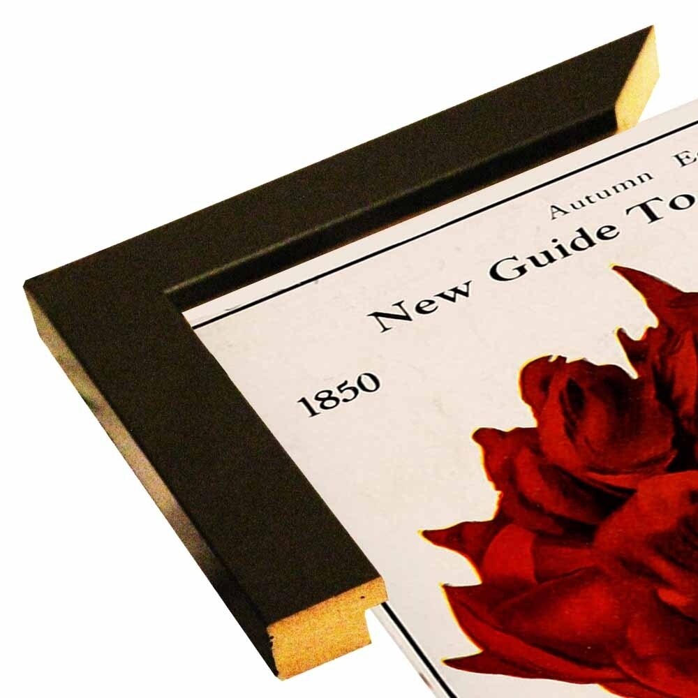 Rose Culture-VINAPP131541 Framed Print 20"x12.75" by Vintage Apple Collection