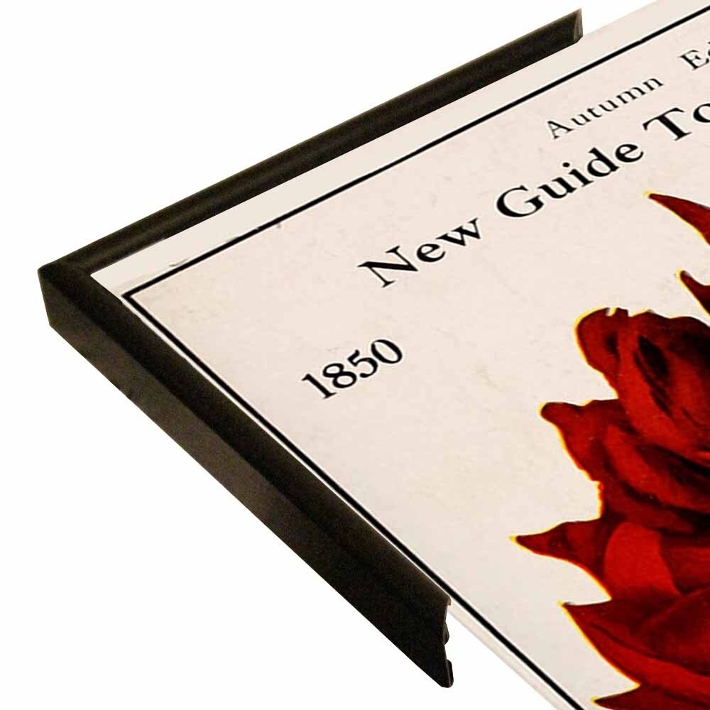Rose Culture-VINAPP131541 Framed Print 20"x12.75" by Vintage Apple Collection