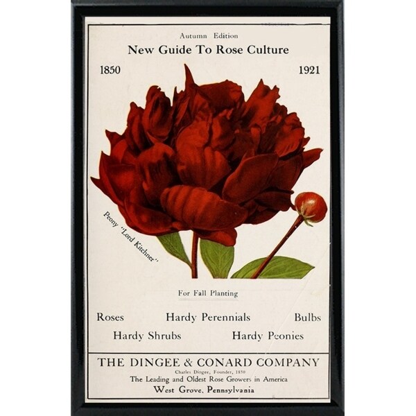Rose Culture-VINAPP131541 Framed Print 20"x12.75" by Vintage Apple Collection