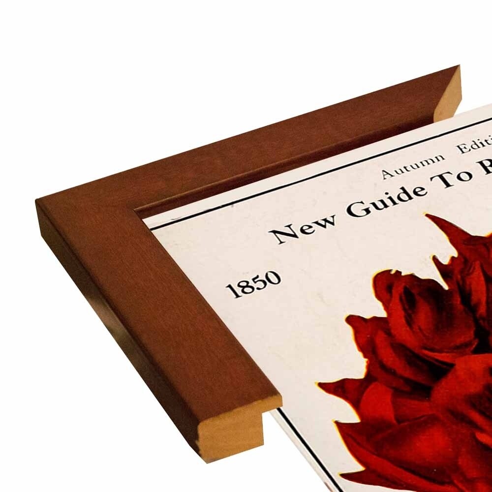 Rose Culture-VINAPP131541 Framed Print 20"x12.75" by Vintage Apple Collection