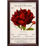 Rose Culture-VINAPP131541 Framed Print 20"x12.75" by Vintage Apple Collection