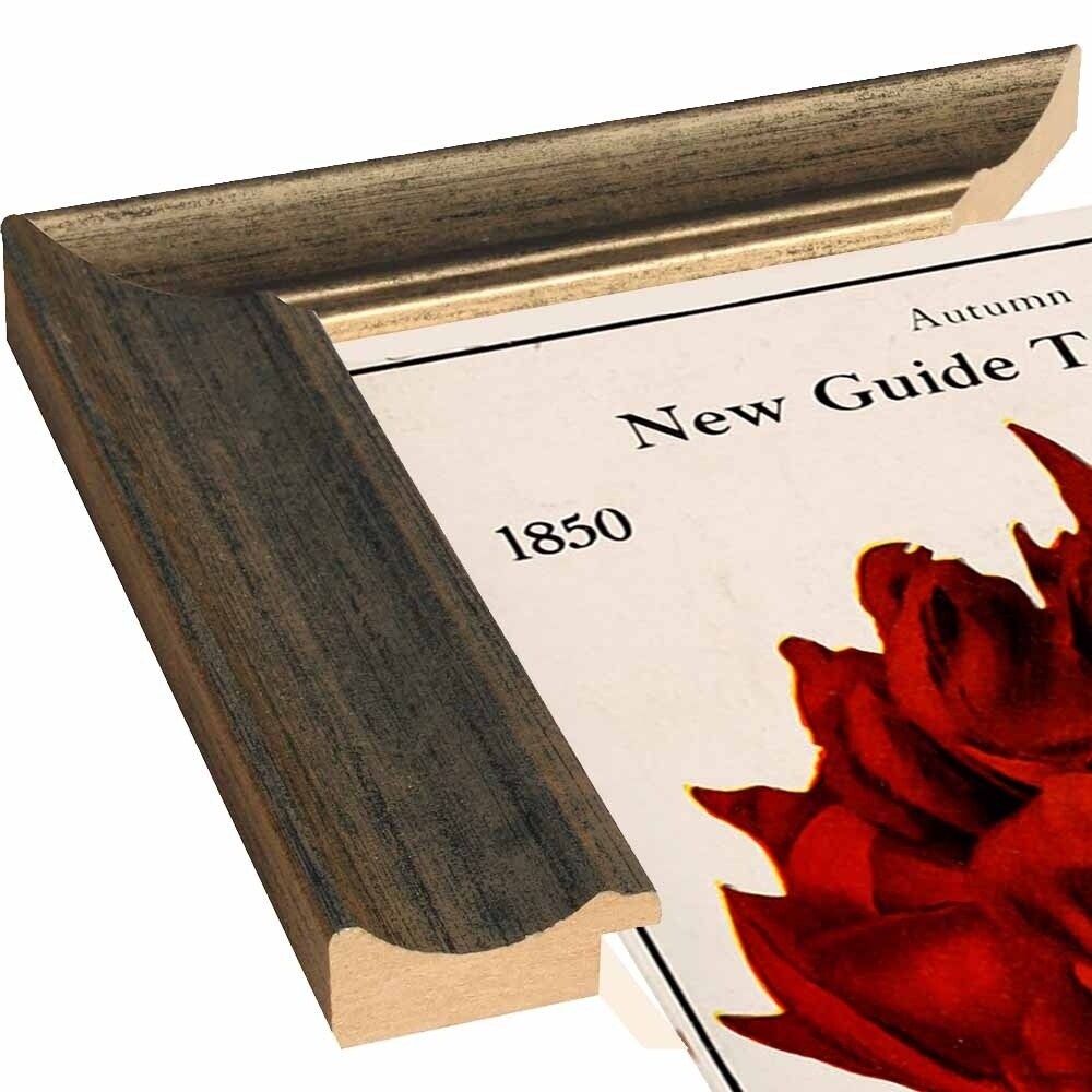 Rose Culture-VINAPP131541 Framed Print 20"x12.75" by Vintage Apple Collection