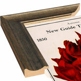 Rose Culture-VINAPP131541 Framed Print 20"x12.75" by Vintage Apple Collection