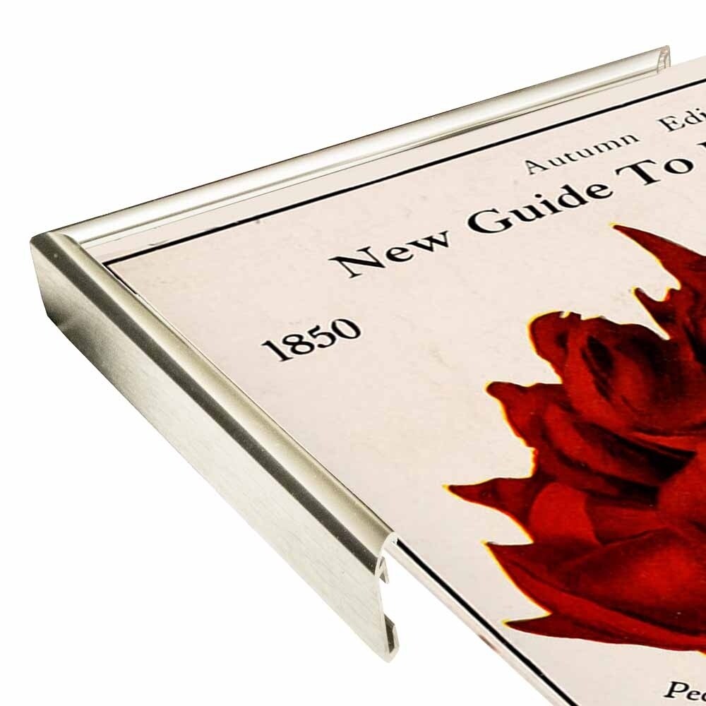 Rose Culture-VINAPP131541 Framed Print 20"x12.75" by Vintage Apple Collection