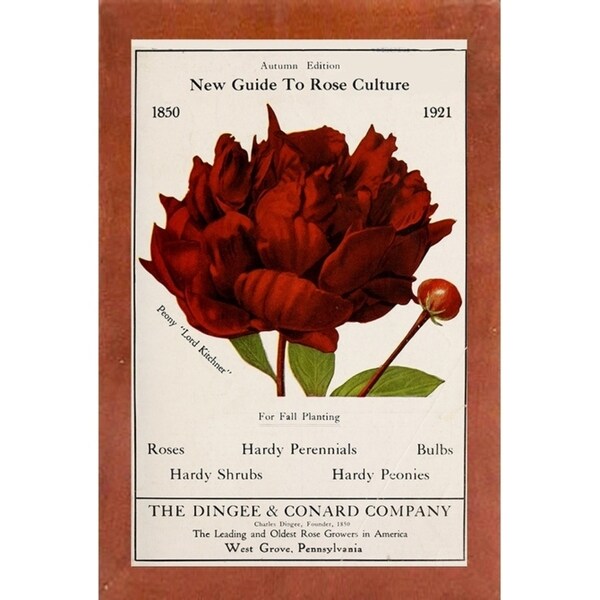 Rose Culture-VINAPP131541 Framed Print 20"x12.75" by Vintage Apple Collection
