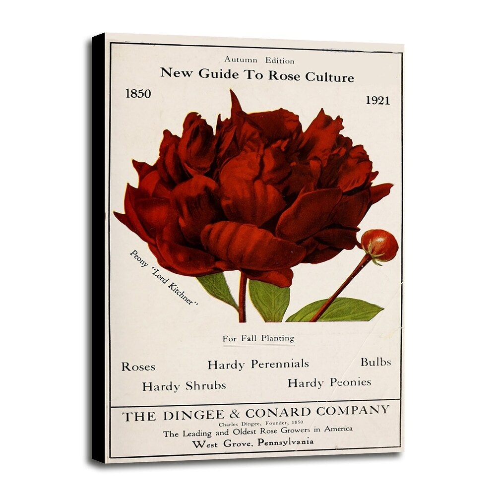 Rose Culture-VINAPP131541 Framed Print 20"x12.75" by Vintage Apple Collection
