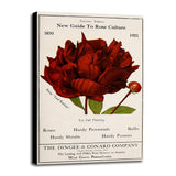 Rose Culture-VINAPP131541 Framed Print 20"x12.75" by Vintage Apple Collection