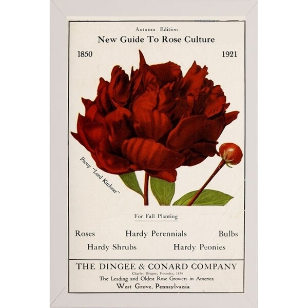 Rose Culture-VINAPP131541 Framed Print 20"x12.75" by Vintage Apple Collection