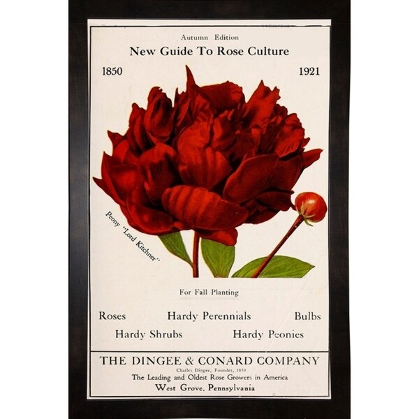 Rose Culture-VINAPP131541 Framed Print 20"x12.75" by Vintage Apple Collection