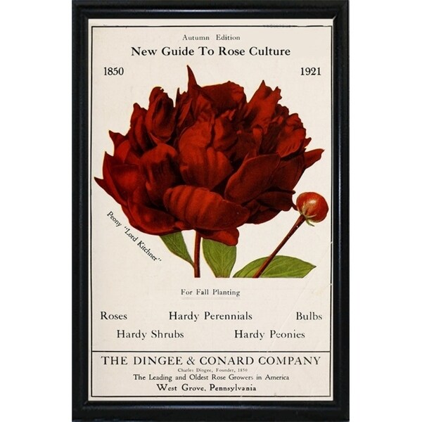 Rose Culture-VINAPP131541 Framed Print 20"x12.75" by Vintage Apple Collection