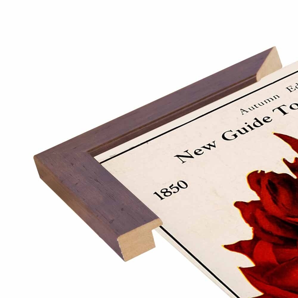 Rose Culture-VINAPP131541 Framed Print 20"x12.75" by Vintage Apple Collection