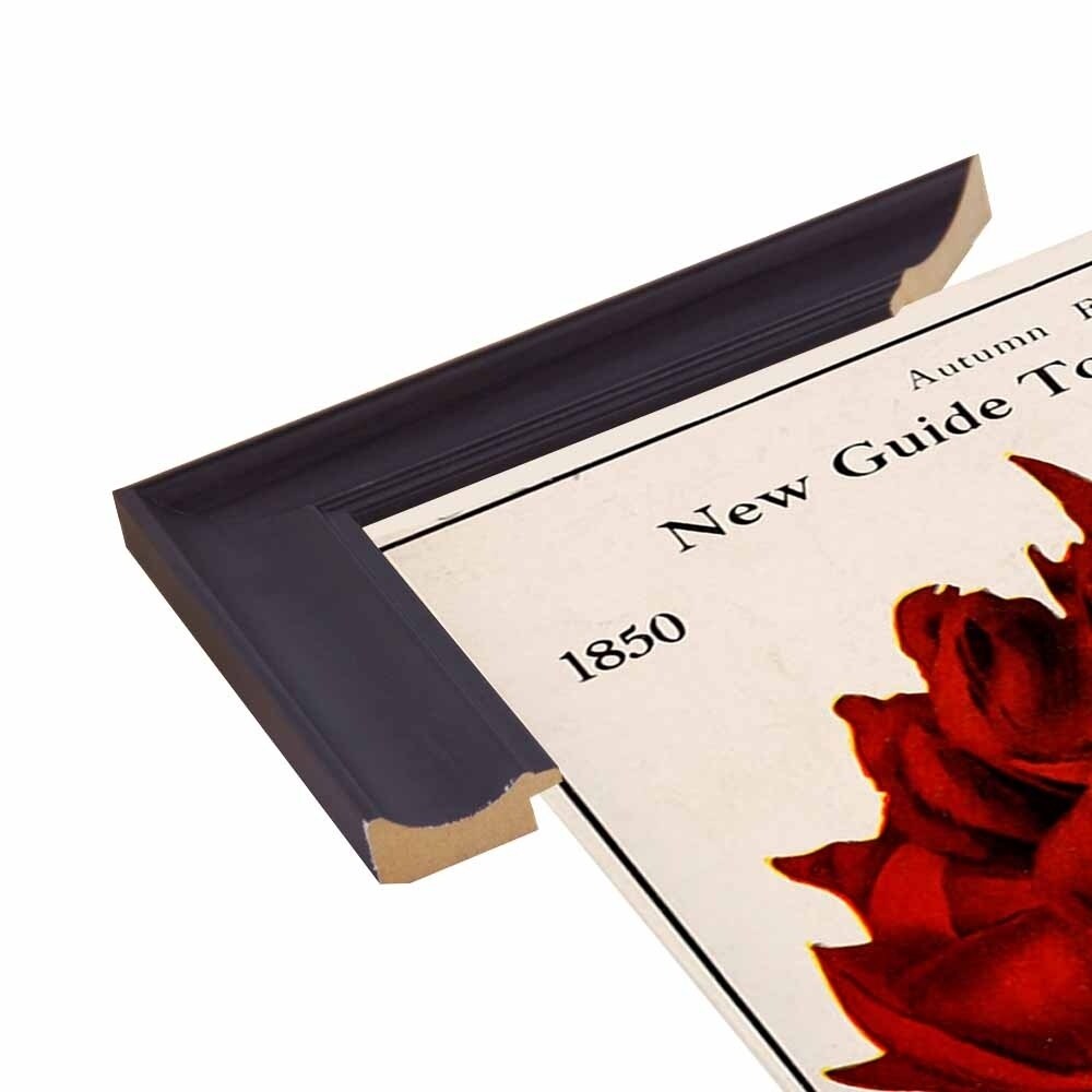 Rose Culture-VINAPP131541 Framed Print 20"x12.75" by Vintage Apple Collection