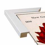 Rose Culture-VINAPP131541 Framed Print 20"x12.75" by Vintage Apple Collection