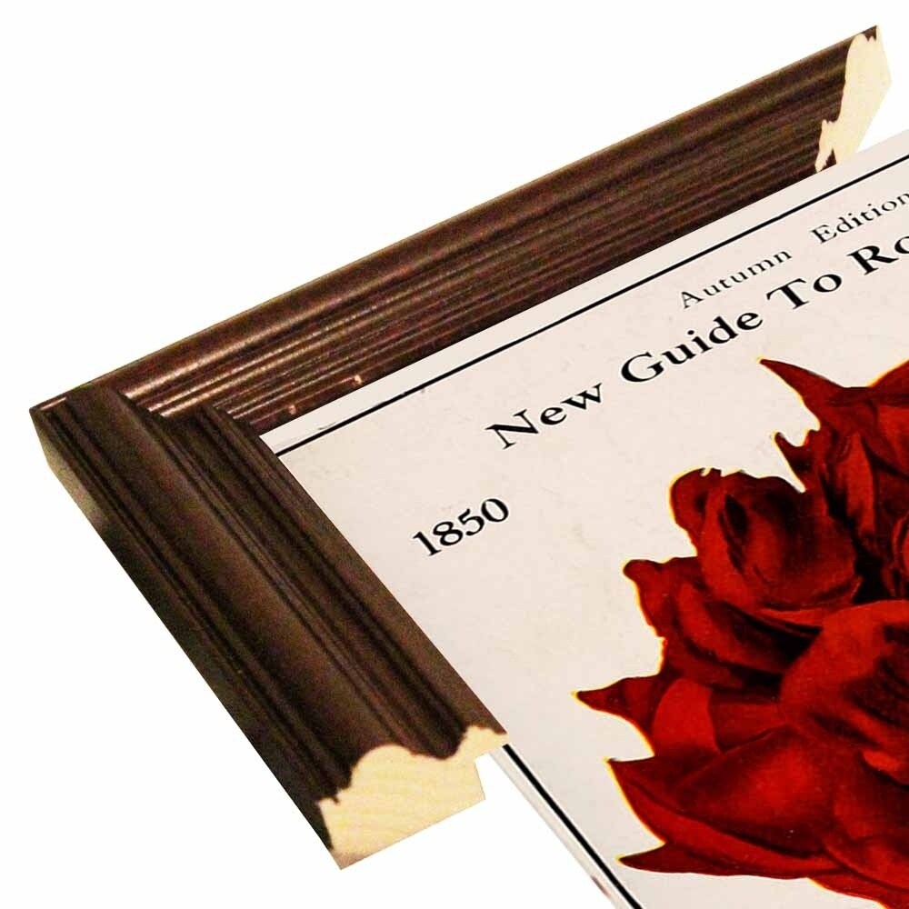 Rose Culture-VINAPP131541 Framed Print 20"x12.75" by Vintage Apple Collection