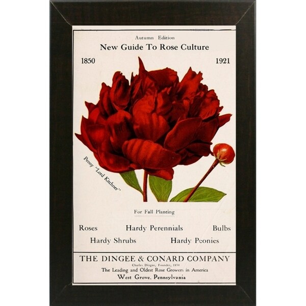Rose Culture-VINAPP131541 Framed Print 20"x12.75" by Vintage Apple Collection
