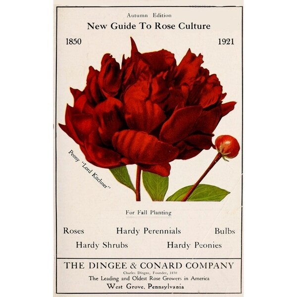 Rose Culture-VINAPP131541 Framed Print 20"x12.75" by Vintage Apple Collection