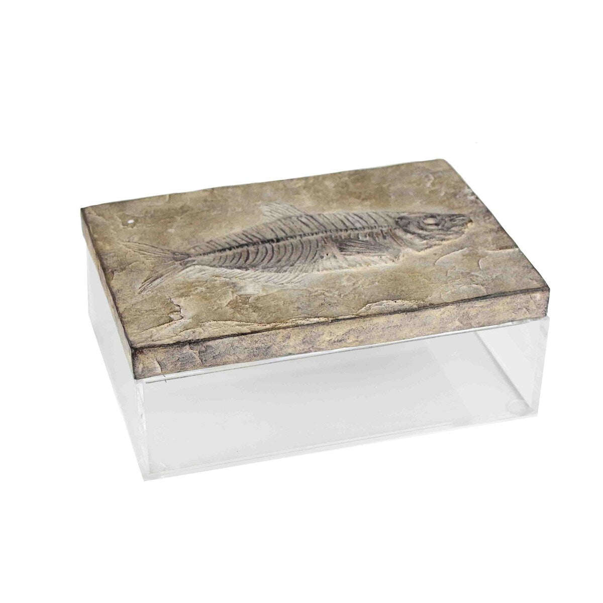 Sagebrook Home 12566-01 Polyresin Fossil With Acrylic Box, Stone Polyresin, 9.75 x 7 x 3.5 Inches
