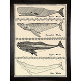 Scrimshaw Whale-WILBAS107035 Framed Print 14.75"x10.75" by Willow Bascom