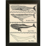 Scrimshaw Whale-WILBAS107035 Framed Print 14.75"x10.75" by Willow Bascom
