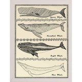 Scrimshaw Whale-WILBAS107035 Framed Print 14.75"x10.75" by Willow Bascom
