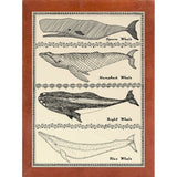 Scrimshaw Whale-WILBAS107035 Framed Print 14.75"x10.75" by Willow Bascom