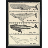 Scrimshaw Whale-WILBAS107035 Framed Print 14.75"x10.75" by Willow Bascom