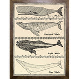 Scrimshaw Whale-WILBAS107035 Framed Print 14.75"x10.75" by Willow Bascom