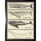 Scrimshaw Whale-WILBAS107035 Framed Print 14.75"x10.75" by Willow Bascom