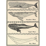 Scrimshaw Whale-WILBAS107035 Framed Print 14.75"x10.75" by Willow Bascom