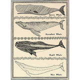 Scrimshaw Whale-WILBAS107035 Framed Print 14.75"x10.75" by Willow Bascom