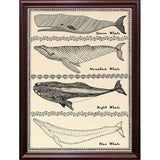 Scrimshaw Whale-WILBAS107035 Framed Print 14.75"x10.75" by Willow Bascom