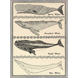 Scrimshaw Whale-WILBAS107035 Framed Print 14.75"x10.75" by Willow Bascom