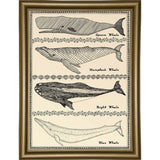 Scrimshaw Whale-WILBAS107035 Framed Print 14.75"x10.75" by Willow Bascom