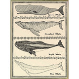 Scrimshaw Whale-WILBAS107035 Framed Print 14.75"x10.75" by Willow Bascom