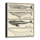 Scrimshaw Whale-WILBAS107035 Framed Print 14.75"x10.75" by Willow Bascom