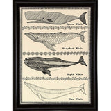 Scrimshaw Whale-WILBAS107035 Framed Print 14.75"x10.75" by Willow Bascom