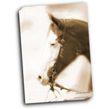 Sepia Dream 16x20 Gallery Wrapped Stretched Canvas