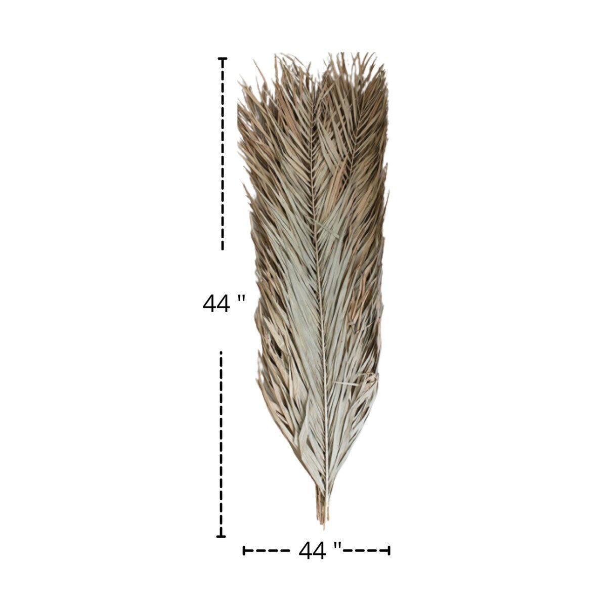 Set of 12 Natural Date Palm Leaves - 44-inch Tall
