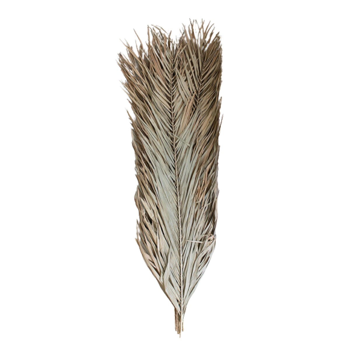 Set of 12 Natural Date Palm Leaves - 44-inch Tall