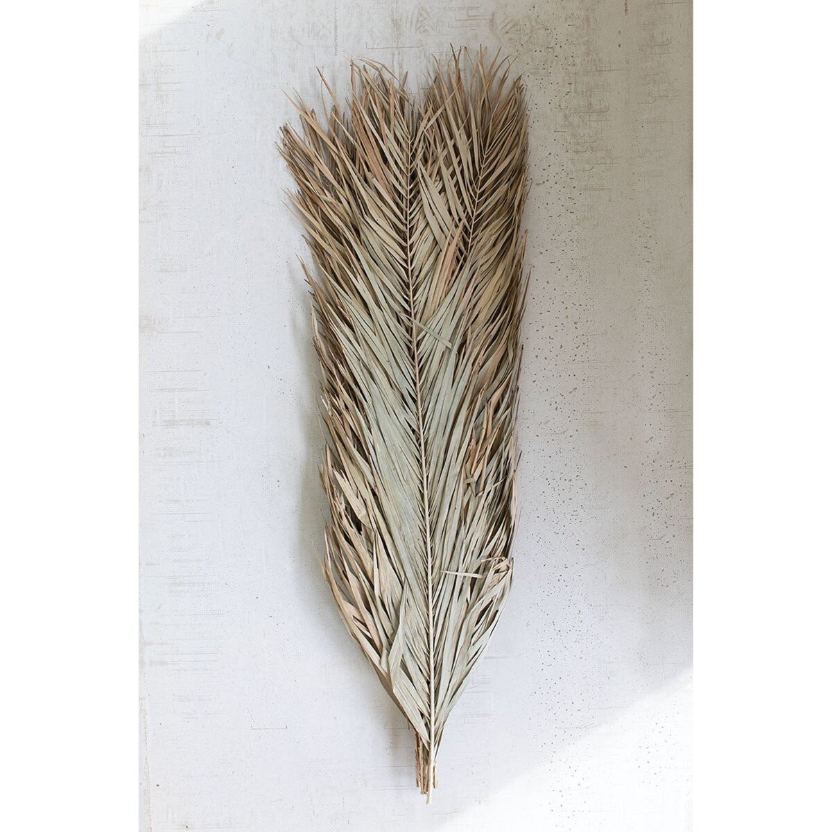 Set of 12 Natural Date Palm Leaves - 44-inch Tall